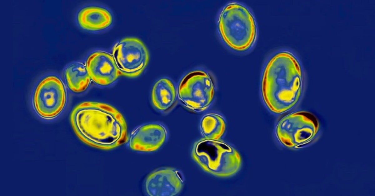 CDC: 13 cases in 2026 of new fungus in WA - FOX 13 Seattle