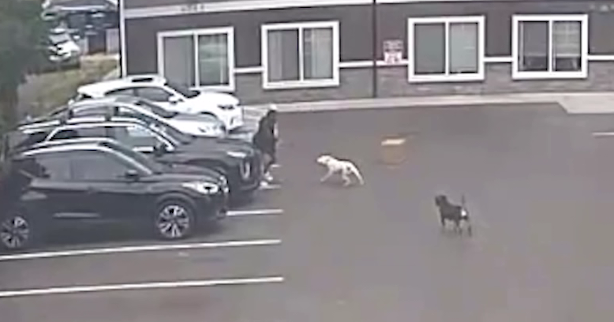 Tacoma, WA judge gives owner 30 days to relocate dogs after attacking pregnant woman
