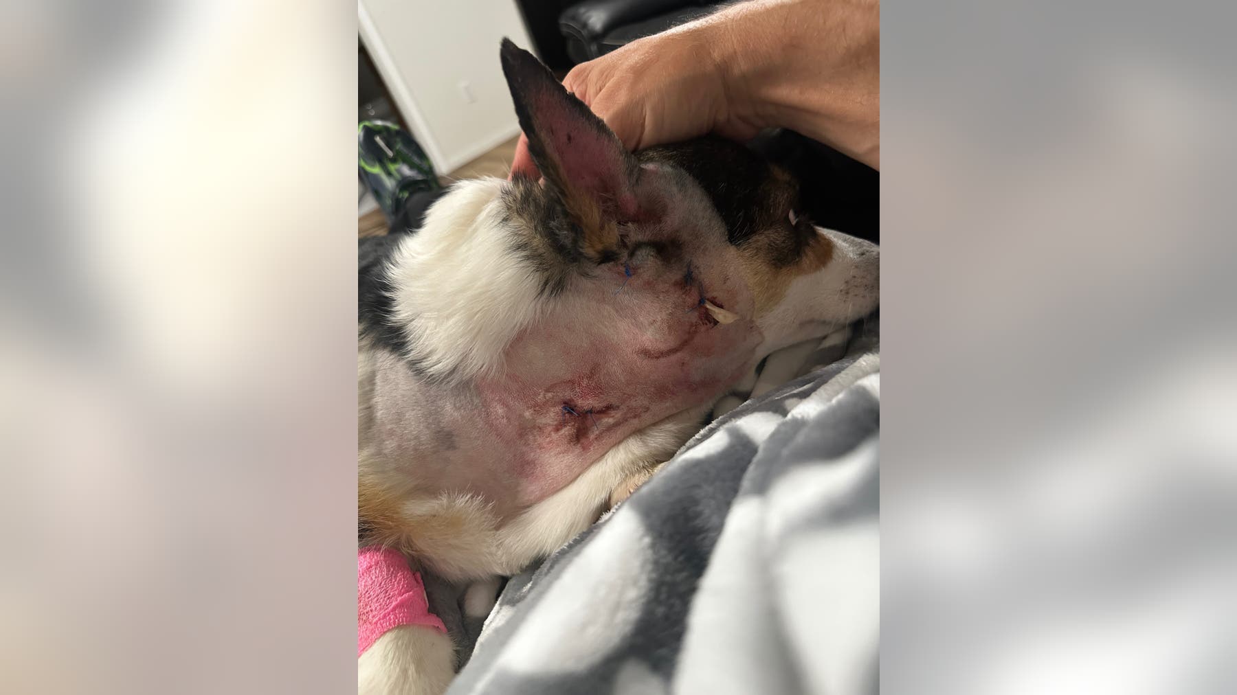 WA dog attack leaves corgis seriously injured, family 'devastated'