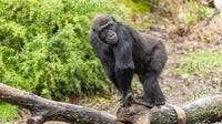 Seattle's Woodland Park Zoo prepares gorilla Kitoko to move