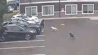 Dogs that mauled pregnant Tacoma woman may avoid euthanasia