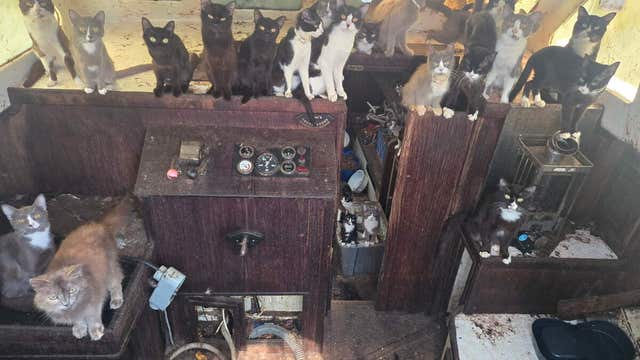 More than 50 cats rescued from abandoned boat, taken to Tacoma shelter