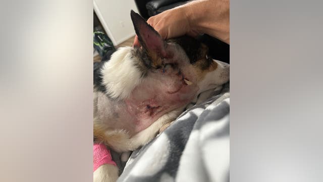 WA dog attack leaves corgis seriously injured, family 'devastated'