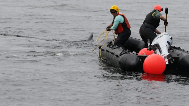 Responders free entangled humpback whale off WA coast