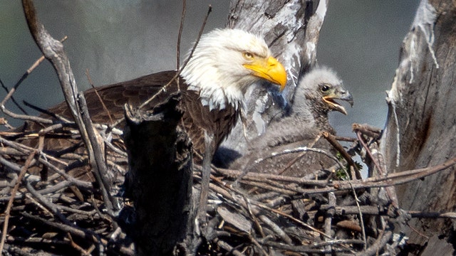 Famous CA bald eagle Jackie dies, fans around globe mourn viral star