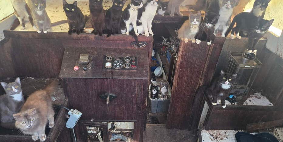 Tacoma, WA Humane Society overwhelmed after 80 cats rescued from boat, car