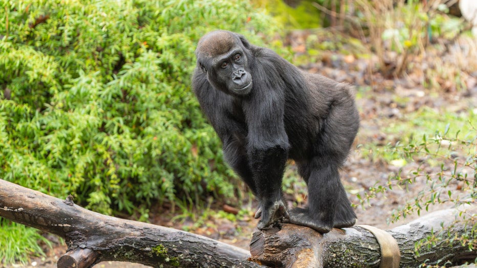 woodland park zoo gorilla