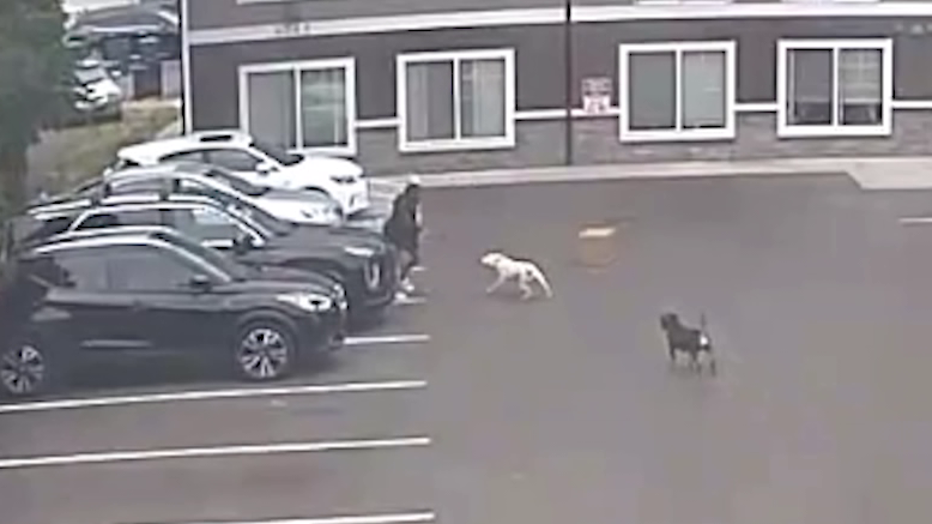 Dogs Maul Pregnant Woman Tacoma