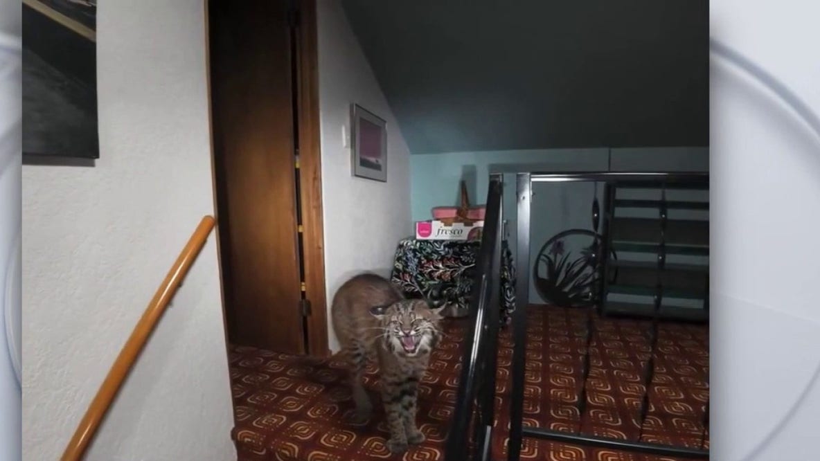 Bobcat breaks into Kirkland, WA home after climbing nearby tree