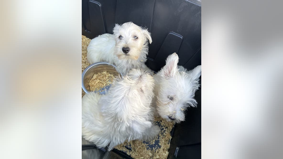 42 dogs recover at Everett, WA shelter after Marysville rescue