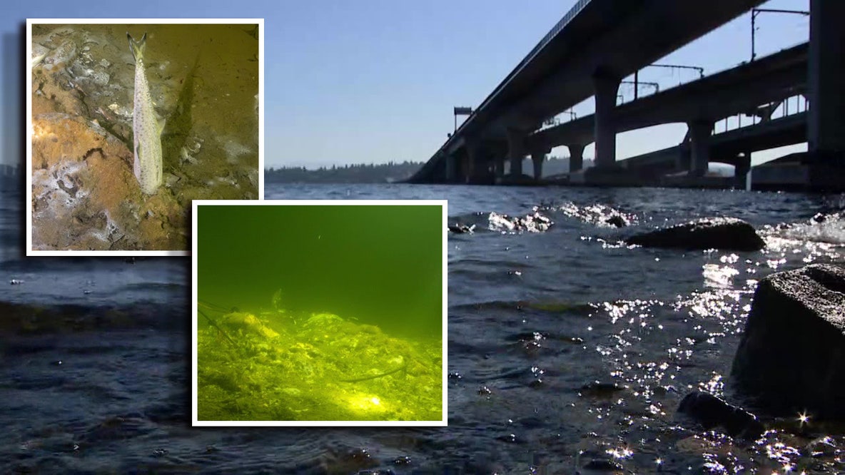 What killed all the fish under the I-90 floating bridge? What we know