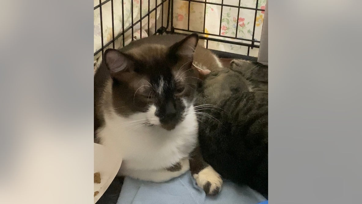 'Pretty crazy': Neighbors react after 101 cats taken from Tacoma home