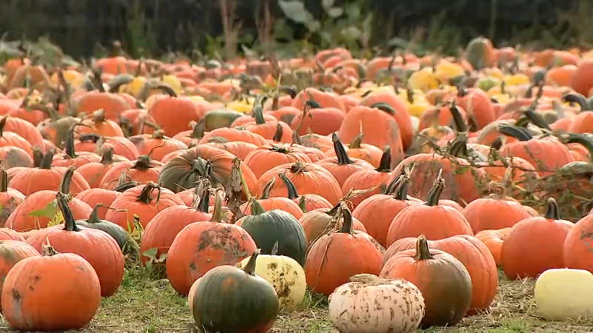 Best pumpkin patches near Seattle to visit this fall