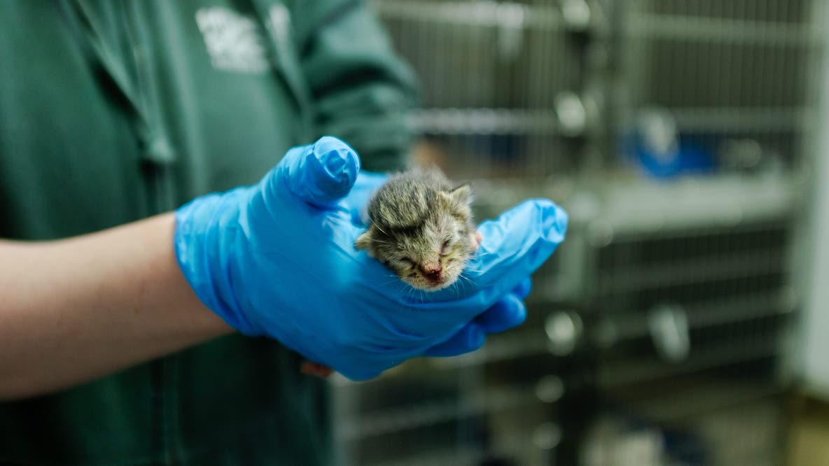 500 cats under Tacoma, WA Humane Society care after recent seizure