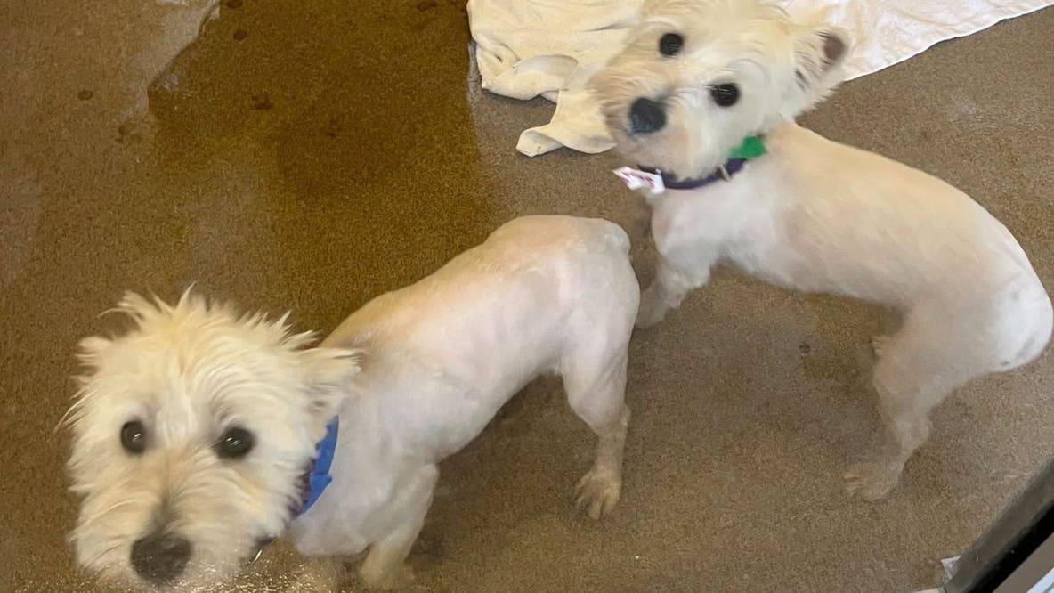 Everett Animal Shelter marks milestone in care for seized Westies