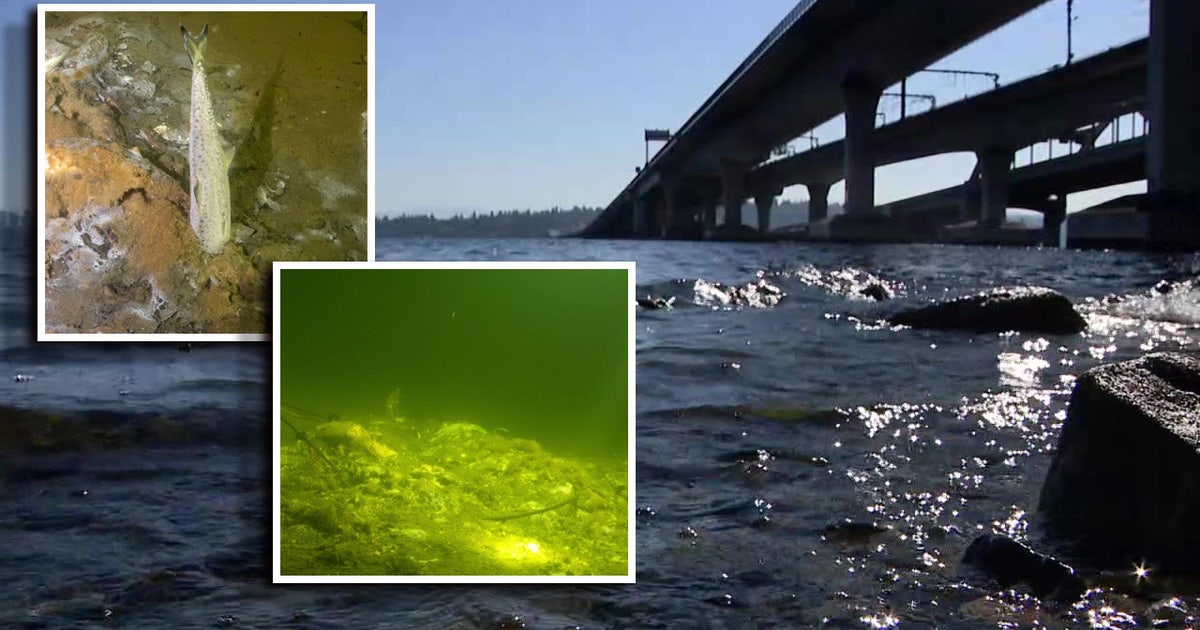 What killed all the fish under the I-90 floating bridge? What we know