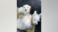42 dogs recover at Everett shelter after Marysville rescue
