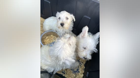 42 dogs recover at Everett, WA shelter after Marysville rescue