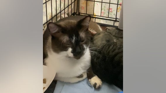 'Pretty crazy': Neighbors react after 101 cats taken from Tacoma home