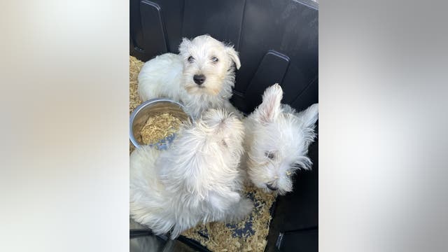 42 dogs recover at Everett, WA shelter after Marysville rescue