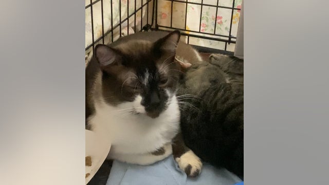'Pretty crazy': Neighbors react after 101 cats taken from Tacoma home