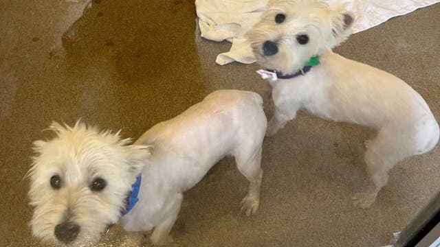 Everett Animal Shelter marks milestone in care for seized Westies