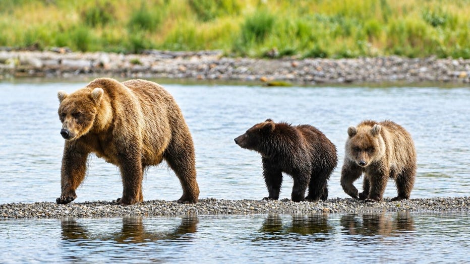 Fat Bear Week. A family of bears in Brooks River.