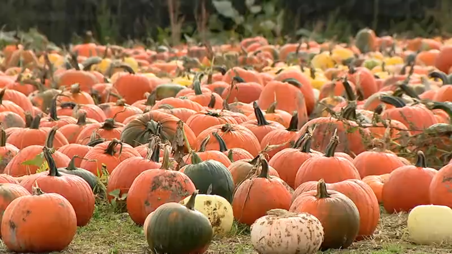 orange, green and yellow pumpkins in a field
