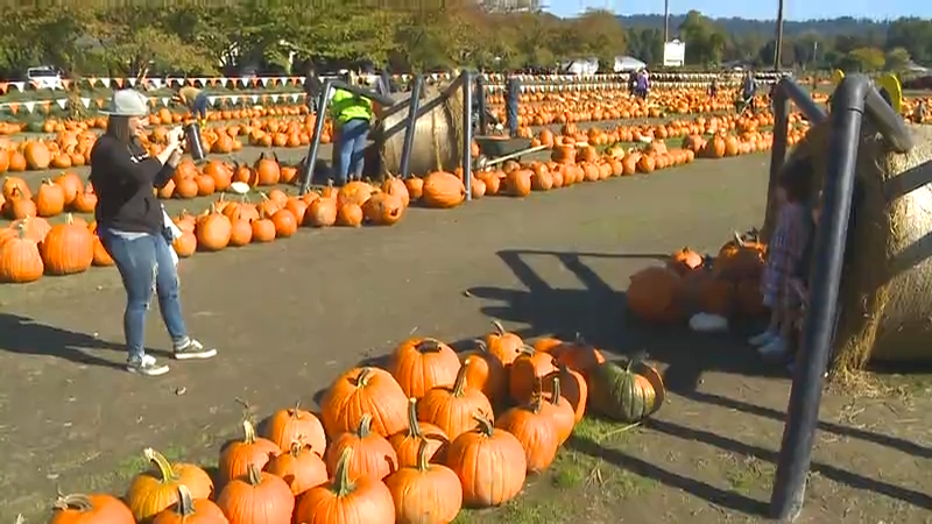 person takes photo of kid at pumpkin patch by giant spider