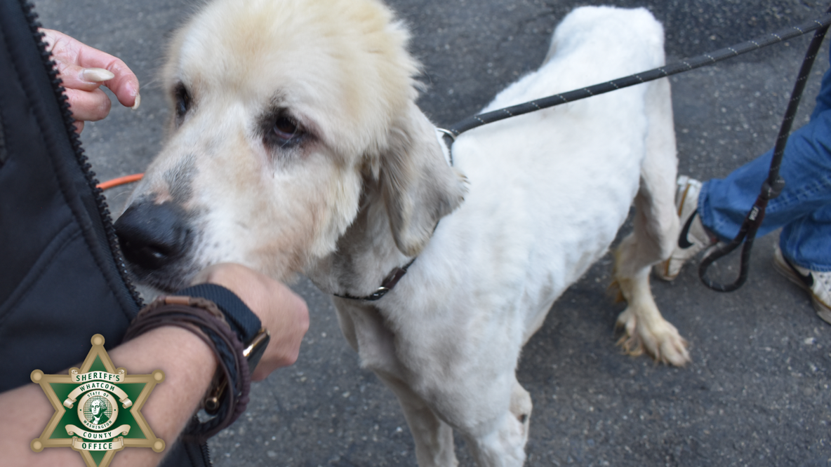30 dogs rescued in Whatcom County, WA animal cruelty case