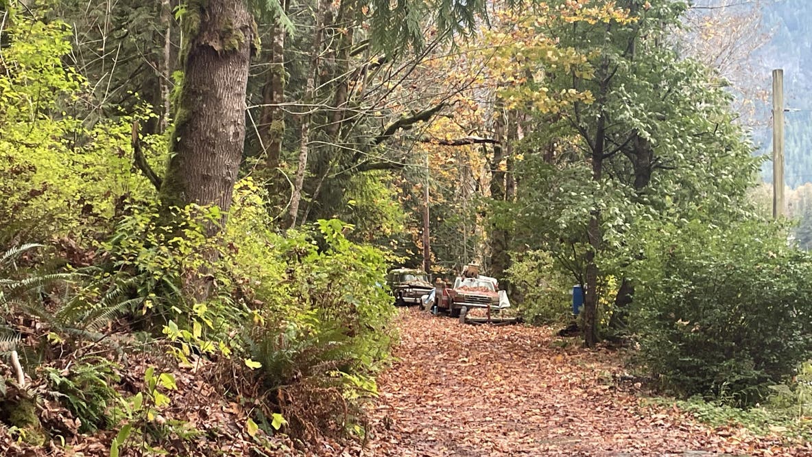 Two bears euthanized after woman attacked in backyard in Index, WA