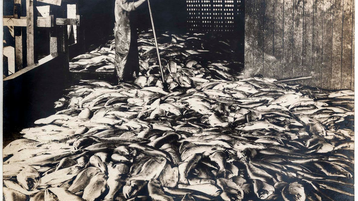 Before fighting to save salmon, WA had mountains of wasted fish