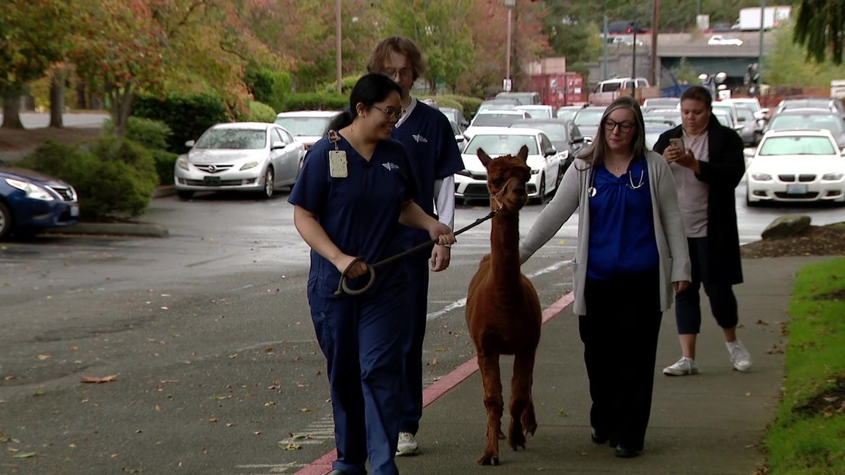 How a Renton, WA program and an alpaca are fighting vet shortages