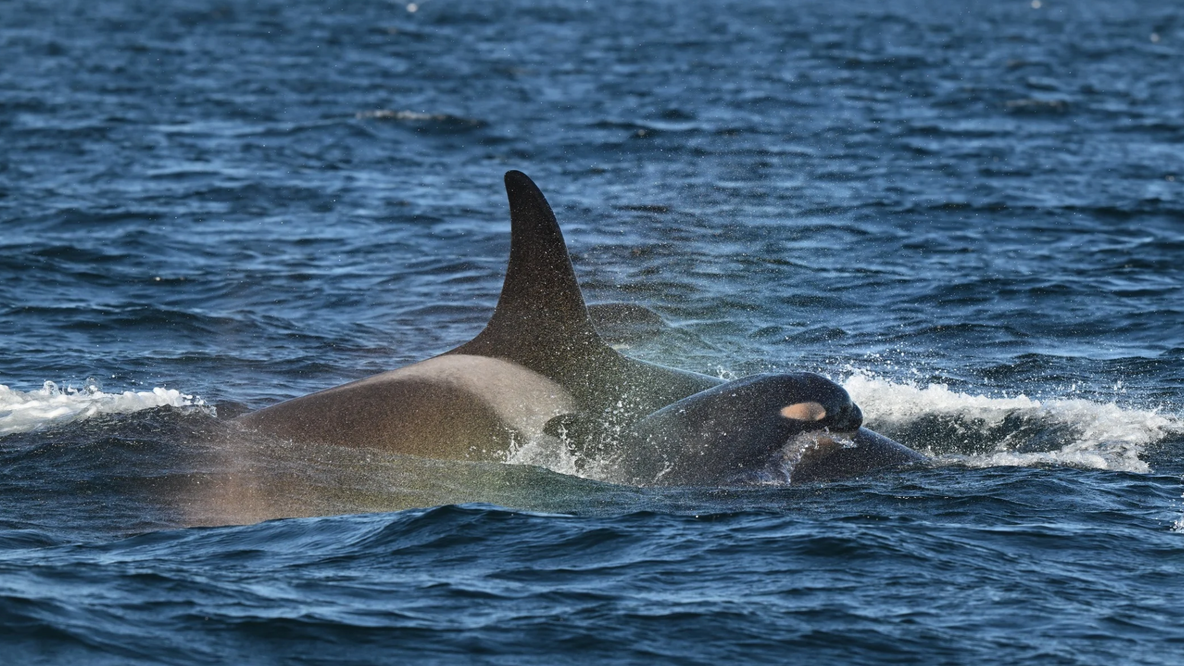 New orca calf spotted in WA with southern resident killer whale J pod
