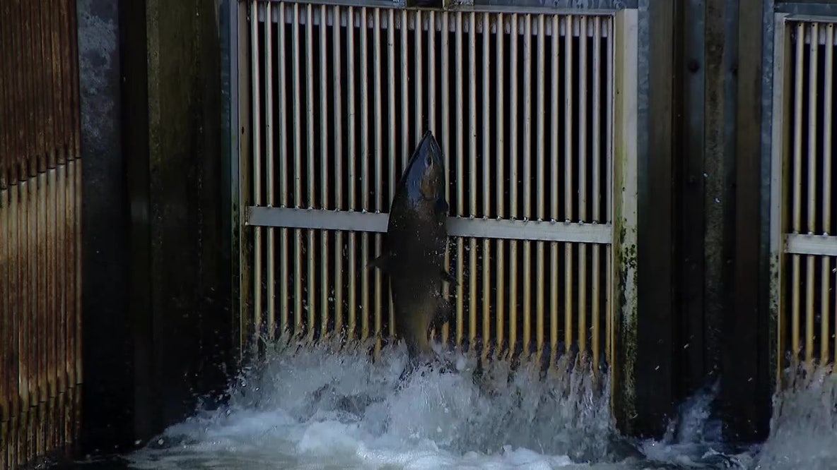 Washington could see best coho return in 20 years