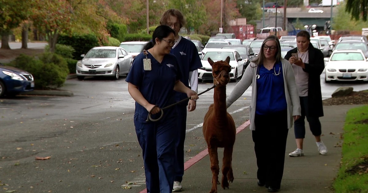How a Renton, WA program and an alpaca are fighting vet shortages