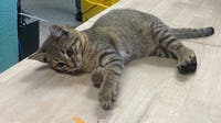 Auburn, WA grooming shop needs help after taking in 14 cats and kittens