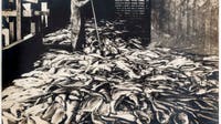 Before fighting to save salmon, WA had mountains of wasted fish