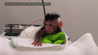 Disturbing video of infant monkeys at UW lab reignites debate over primate research
