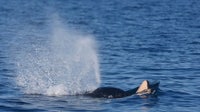 WA southern resident orca seen carrying dead newborn calf