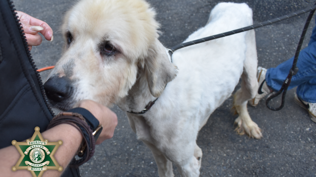 30 dogs rescued in Whatcom County, WA animal cruelty case