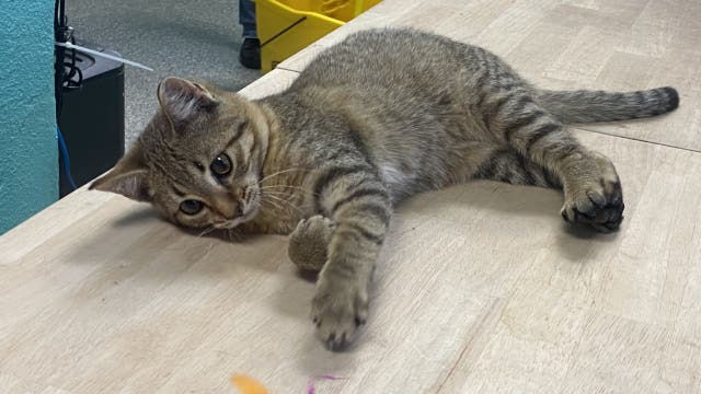 Auburn, WA grooming shop needs help after taking in 14 cats and kittens