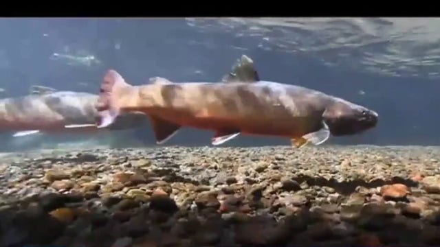 Washington closes Snohomish River to all fishing
