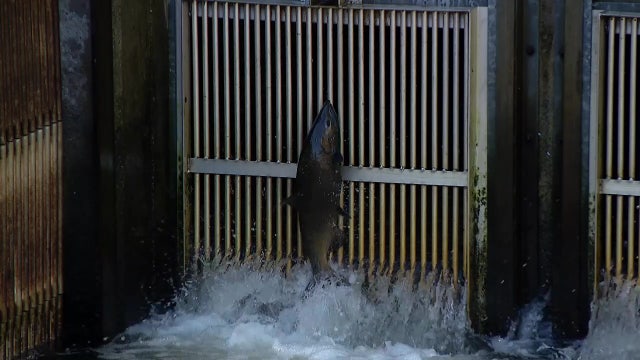 Washington could see best coho return in 20 years