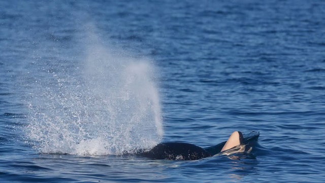 WA southern resident orca seen carrying dead newborn calf