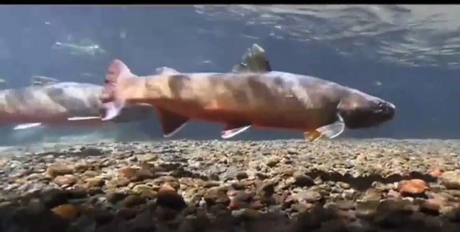 Washington closes Snohomish River to all fishing