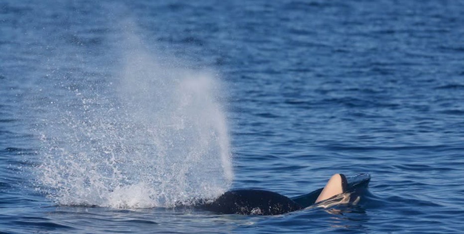 WA southern resident orca seen carrying dead newborn calf