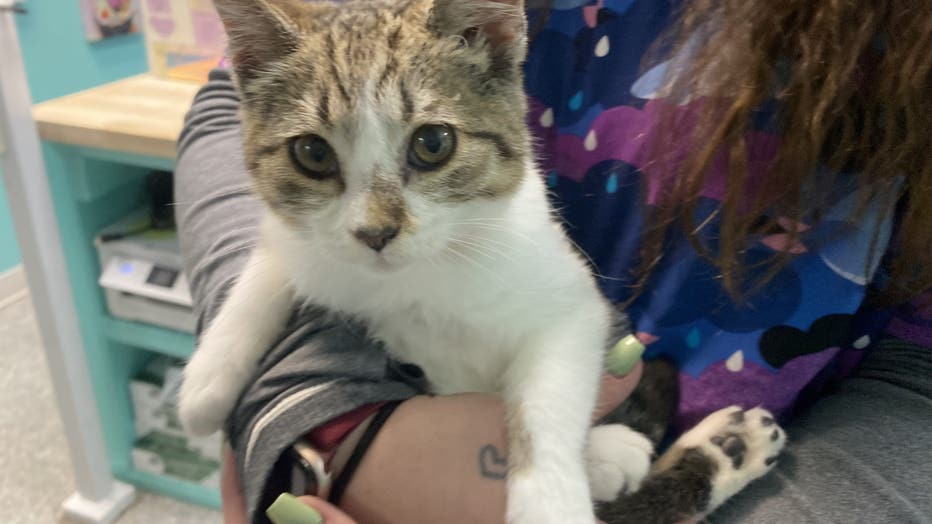 Plum the kitten is being held by a team member at Ruff-n-Fluff.