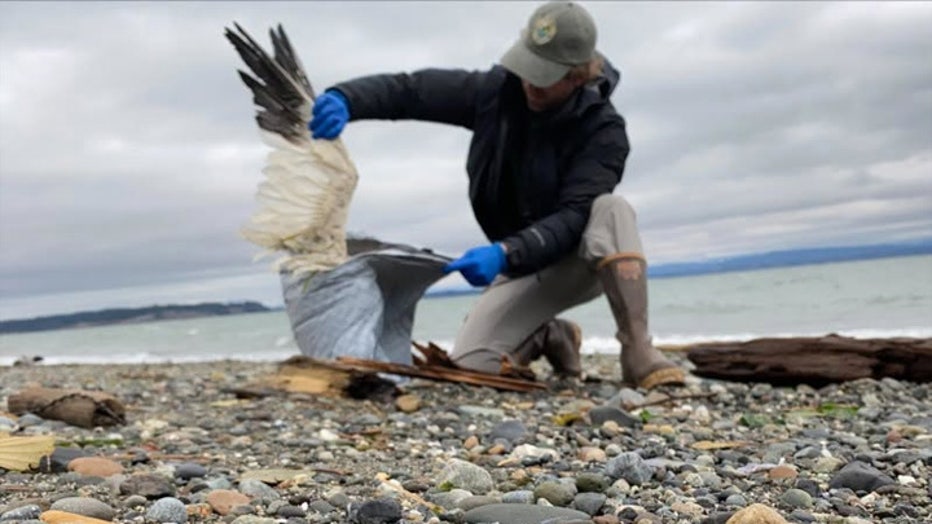Bird flu has returned to western Washington after wildlife officials confirmed multiple cases in sick and dead birds. State officials warn the virus will likely spread statewide during the fall bird migration. Authorities advise the public to avoid handling dead wildlife and to take safety precautions when feeding birds or hunting waterfowl.