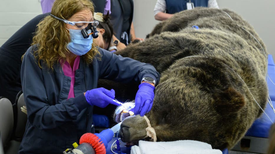 WSU Grizzly Bear Root Canal